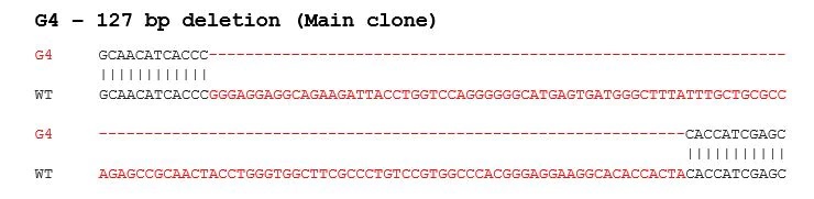 Sanger Sequencing - Human SYK knockout HEK-293T cell lysate (AB283048), expandable thumbnail