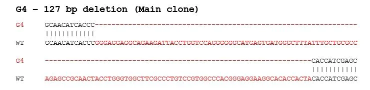 Sanger Sequencing - Human SYK knockout HEK-293T cell lysate (AB283048)