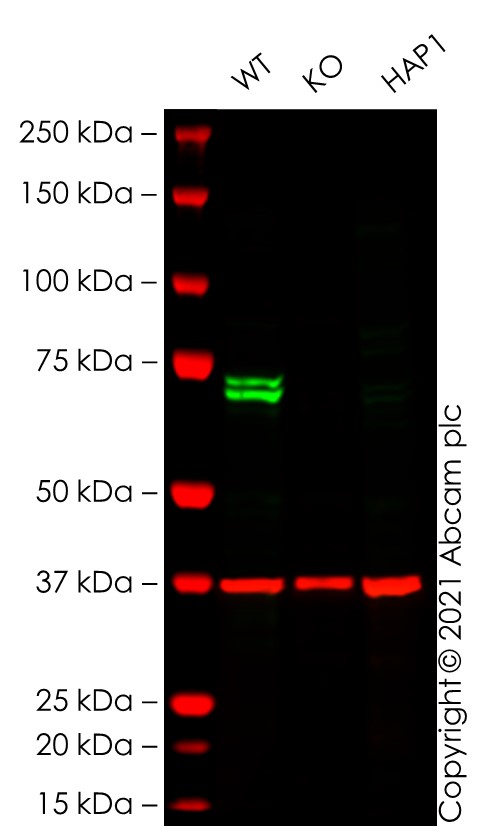 Western blot - Human SYK knockout HEK-293T cell lysate (AB283048), expandable thumbnail