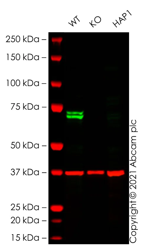 Western blot - Human SYK knockout HEK-293T cell lysate (AB283048)