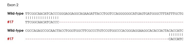 Sanger Sequencing - Human SYK knockout THP-1 cell line (AB288700)
