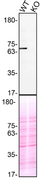 Western blot - Human SYK knockout THP-1 cell line (AB288700)