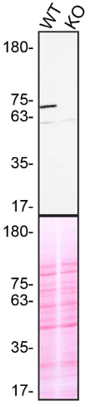 Western blot - Human SYK knockout THP-1 cell line (AB288700)