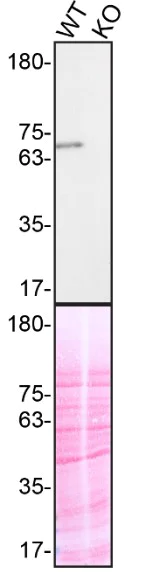 Western blot - Human SYK knockout THP-1 cell line (AB288700)