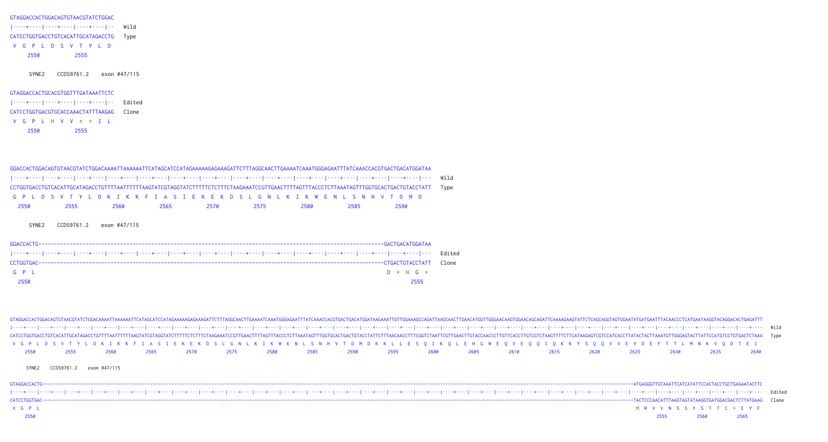 Sanger Sequencing - Human SYNE2 Knockout A549 cell line (AB324219), expandable thumbnail