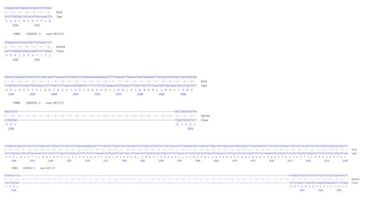Sanger Sequencing - Human SYNE2 Knockout A549 cell line (AB324219)