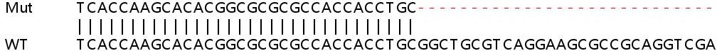Human SYNGR2 (Synaptogyrin 2) knockout HEK-293T cell line