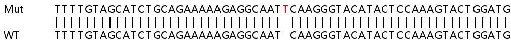Sanger Sequencing - Human SYNJ1 (Synaptojanin) knockout HeLa cell line (AB266005)