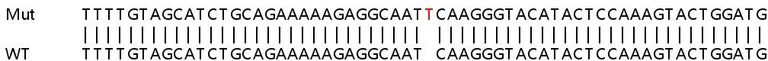 Sanger Sequencing - Human SYNJ1 (Synaptojanin) knockout HeLa cell lysate (AB257722)