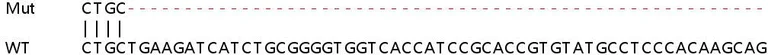 Sanger Sequencing - Human SYNJ2 (Synaptojanin 2) knockout HeLa cell line (AB265359)