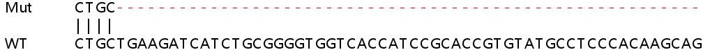 Sanger Sequencing - Human SYNJ2 (Synaptojanin 2) knockout HeLa cell lysate (AB258219)