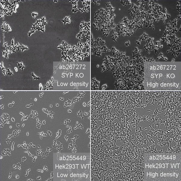 Cell Culture - Human SYP (Synaptophysin) knockout HEK-293T cell line (AB267272)