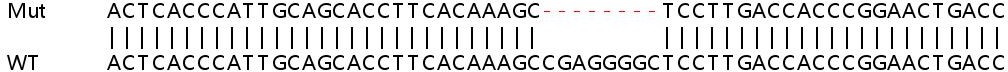 Sanger Sequencing - Human SYP (Synaptophysin) knockout HEK-293T cell lysate (AB257060), expandable thumbnail