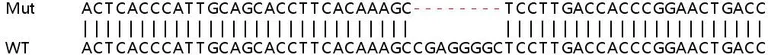 Sanger Sequencing - Human SYP (Synaptophysin) knockout HEK-293T cell lysate (AB257060)