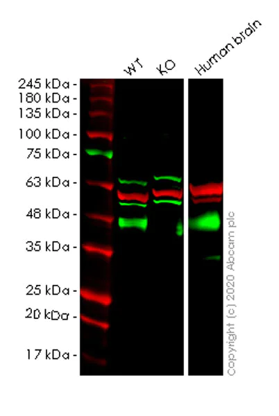 Western blot - Human SYP (Synaptophysin) knockout HEK-293T cell lysate (AB257060)