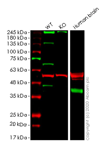 Western blot - Human SYP (Synaptophysin) knockout HEK-293T cell lysate (AB257060)