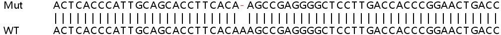 Sanger Sequencing - Human SYP (Synaptophysin) knockout HEK-293T cell lysate (AB263862), expandable thumbnail