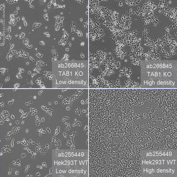 Cell Culture - Human TAB1 knockout HEK-293T cell line (AB266845)
