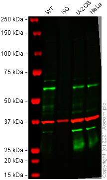 Western blot - Human TAB1 knockout HEK-293T cell lysate (AB258220)