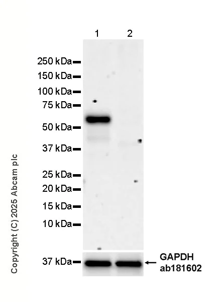 Western blot - Human TAB1 knockout HEK-293T cell lysate (AB258220)