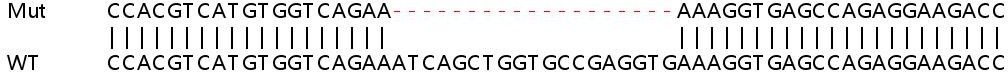 Sanger Sequencing - Human TACC1 knockout HEK-293T cell line (AB266266)