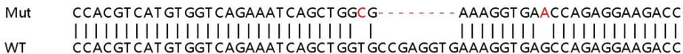 Sanger Sequencing - Human TACC1 knockout HEK-293T cell lysate (AB259171)