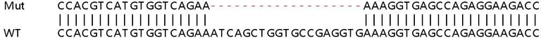 Sanger Sequencing - Human TACC1 knockout HEK-293T cell lysate (AB259171)