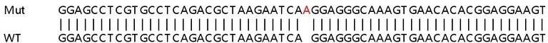 Sanger Sequencing - Human TACC2 knockout HeLa cell line (AB264869)