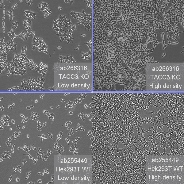 Cell Culture - Human TACC3 knockout HEK-293T cell line (AB266316), expandable thumbnail