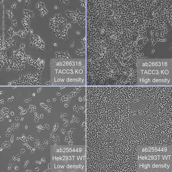Cell Culture - Human TACC3 knockout HEK-293T cell line (AB266316)