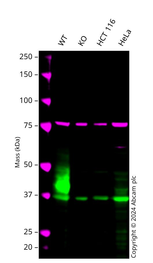 Western blot - Human TACSTD2 knockout MCF7 cell line (AB286330)