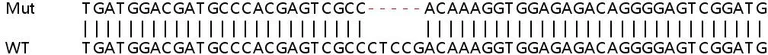 Sanger Sequencing - Human TAF11 knockout HeLa cell lysate (AB259172)