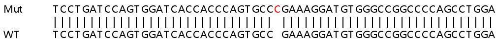 Human TAGLN2 knockout HEK-293T cell line