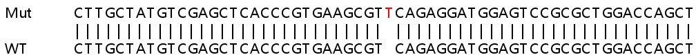 Sanger Sequencing - Human TALDO1 (Transaldolase 1) knockout HEK-293T cell line (AB266100)