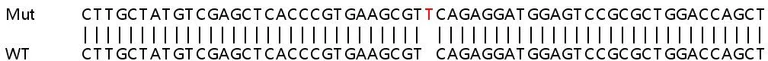 Sanger Sequencing - Human TALDO1 (Transaldolase 1) knockout HEK-293T cell lysate (AB258708)