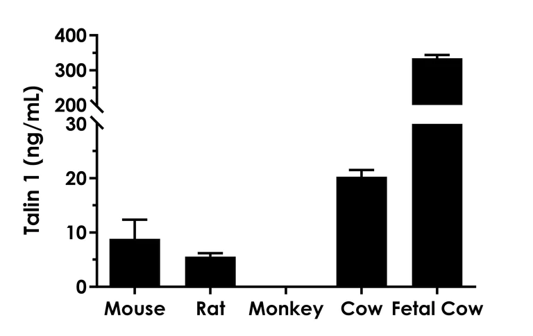 Sandwich ELISA - Human Talin 1 ELISA Kit- extracellular (AB315317)