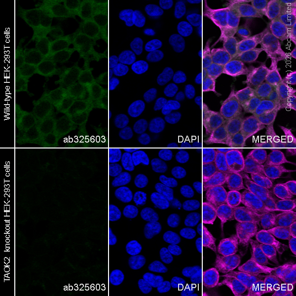 Immunocytochemistry/ Immunofluorescence - Human TAOK2 knockout HEK-293T cell line (AB266382)