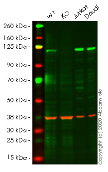 Western blot - Human TAOK3 (KDS) knockout HeLa cell line (AB265108)