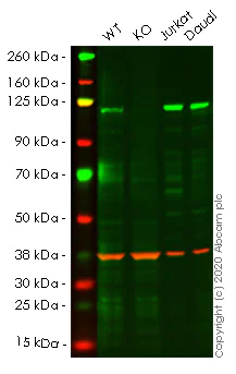 Western blot - Human TAOK3 (KDS) knockout HeLa cell line (AB265108)