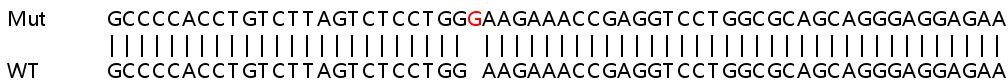 Human TAP2 knockout A549 cell lysate