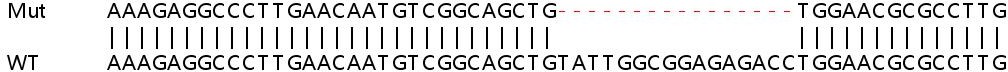Sanger Sequencing - Human TAP2 knockout HeLa cell line (AB265426), expandable thumbnail