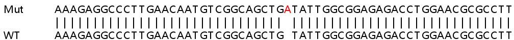 Sanger Sequencing - Human TAP2 knockout HeLa cell line (AB265426), expandable thumbnail