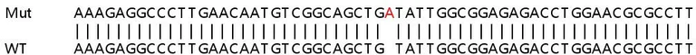 Sanger Sequencing - Human TAP2 knockout HeLa cell line (AB265426)