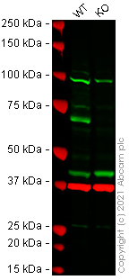 Western blot - Human TAP2 knockout HeLa cell line (AB265426), expandable thumbnail