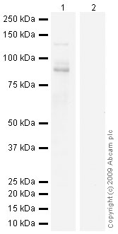 Western blot - Human Tau (phospho S214) peptide (AB19123), expandable thumbnail
