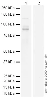Western blot - Human Tau (phospho S214) peptide (AB19123)