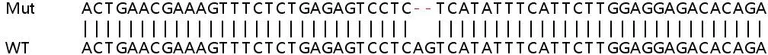 Sanger Sequencing - Human TBC1D7 knockout HeLa cell lysate (AB263380)
