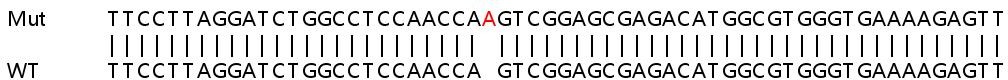 Sanger Sequencing - Human TBKBP1 knockout HeLa cell line (AB265883), expandable thumbnail