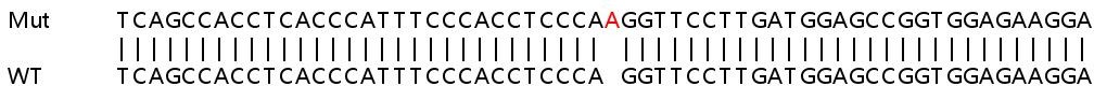 Sanger Sequencing - Human TBRG4 knockout HEK-293T cell line (AB266644)