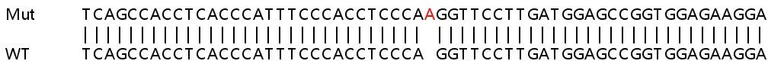 Sanger Sequencing - Human TBRG4 knockout HEK-293T cell lysate (AB263381)